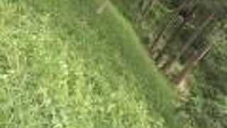 自然と緑がとても豊かな場所