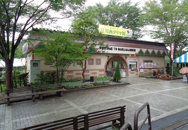 開花がまだ少し早かったので無料で入園できました