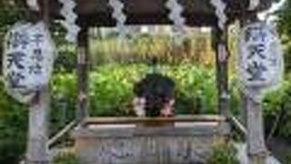 手水舎には、入谷鬼子母神の朝顔市で買ったと思われる朝顔の鉢植えが置かれていました。下町の一体感を感じました。