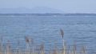 タマシギが見られました。