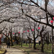 小竹藪広場の桜