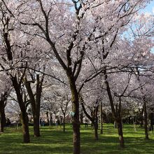 小竹藪広場の桜