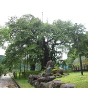 葉桜でも迫力あり