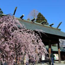 枝垂桜と拝殿
