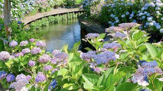 宮荘川の紫陽花