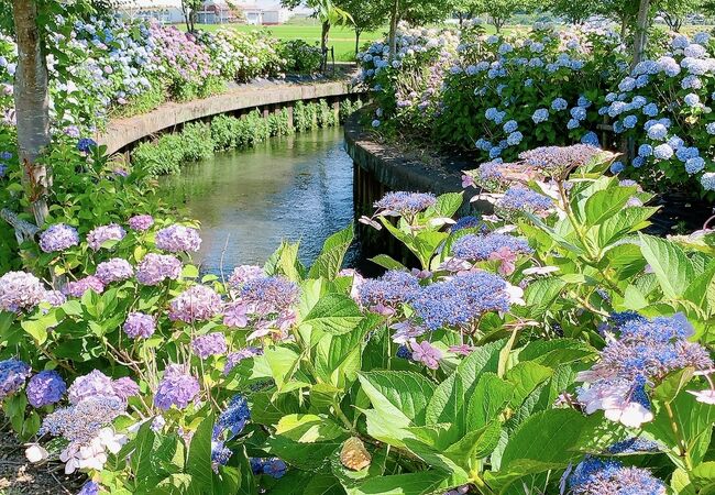 宮荘川の紫陽花