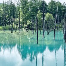 枯れ木と青い池
