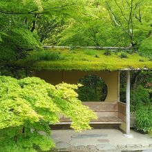 雨上がりで息をのむ美しさでした