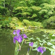 菖蒲が綺麗です