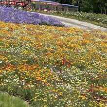 色とりどりのお花が美しい