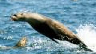 シールズ・ロック・クルーズ（フィリップ島）