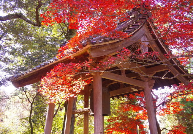 紅葉がとにかく素晴らしい!　青もみじの時期とあわせて、1年に2度参拝したい!