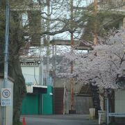 小田原競輪場の桜