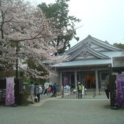 NINJA館前の桜が満開でした