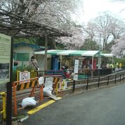 こども遊園地周りの桜がきれいでした