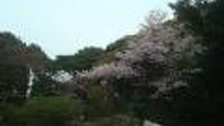 小田原文学館に数本桜あり