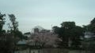 小田原城址公園内にあるイヌマキ