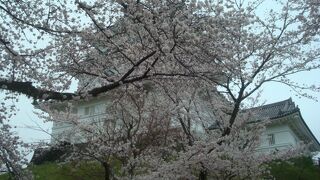 桜まみれの小田原城