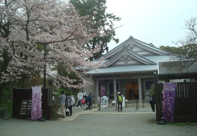 NINJA館前の桜が満開でした