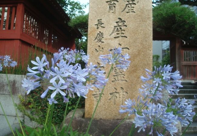 大巧寺のアガパンサス