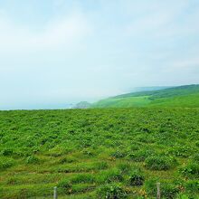 原生花園あやめヶ原