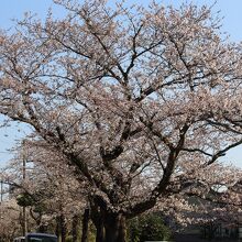 リバーウォークの桜