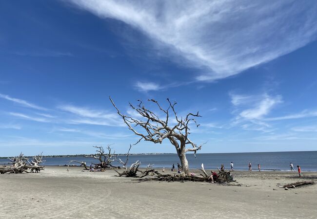 Driftwood Beach