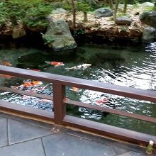 中庭の池には鯉がいて餌を100円で売ってます