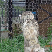 ミミズクさんです