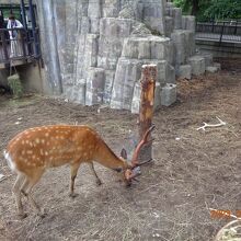 エゾ鹿さんだったかなあ