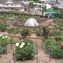 町田薬師池公園四季彩の杜ダリア園(町田ダリア園)