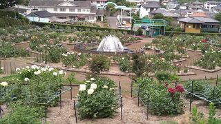 町田薬師池公園四季彩の杜ダリア園(町田ダリア園)