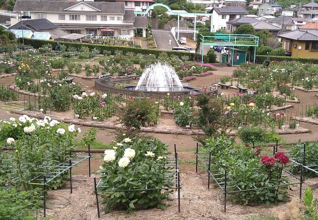 町田薬師池公園四季彩の杜ダリア園(町田ダリア園)