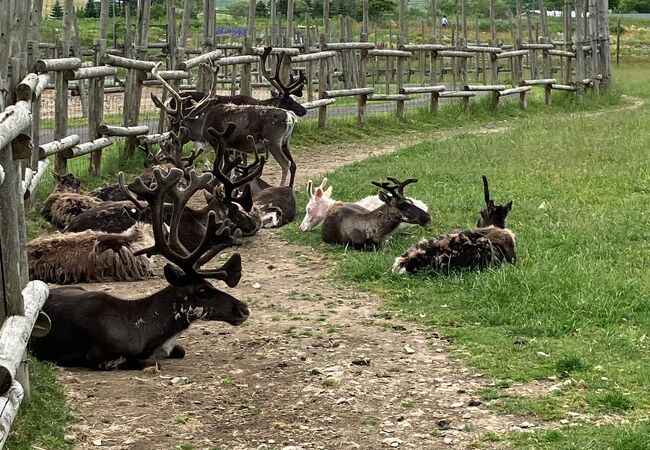 幌延町トナカイ観光牧場