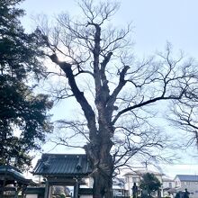 梅岩寺のケヤキとカヤ