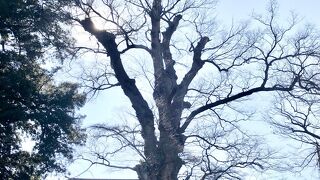 梅岩寺のケヤキとカヤ