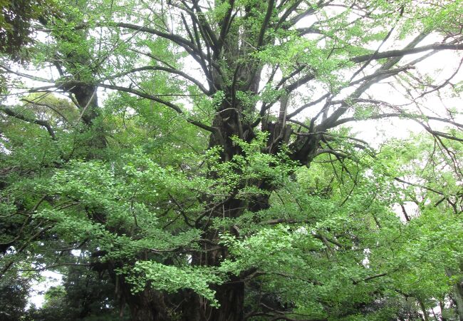赤坂氷川神社境内でイチョウを見ました