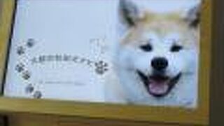 魅力ある「秋田犬の里」なのよ