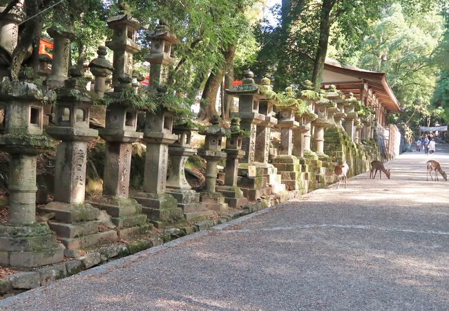 春日大社石灯籠参道 クチコミ・アクセス・営業時間｜奈良市