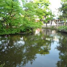 水面に映る木々の青さ