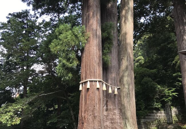 日枝神社（静岡県伊豆）：源氏ゆかりの場所、「子宝の杉（夫婦杉）」のパワースポット