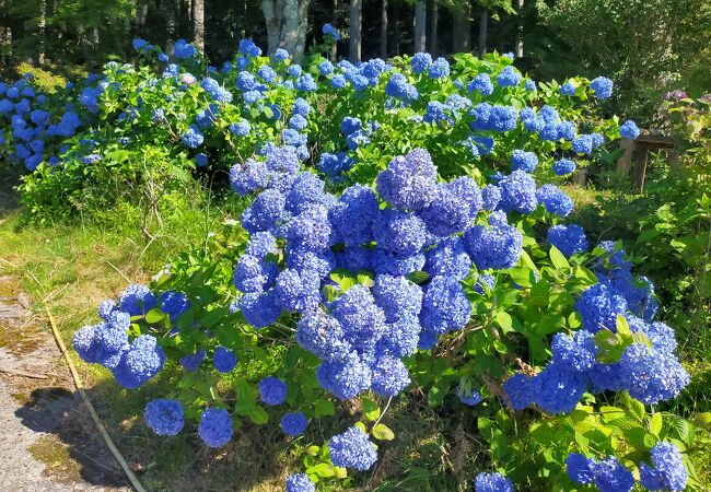 高野龍神スカイライン