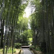 竹林の小径（静岡県伊豆）：修善寺温泉街の竹林の小径