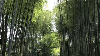 竹林の小径（静岡県伊豆）：修善寺温泉街の竹林の小径