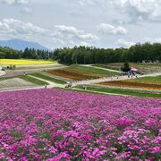 カラフルな花畑が見られました