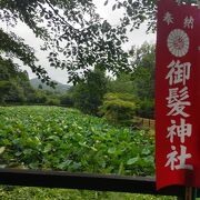 ハスの花が咲いていました
