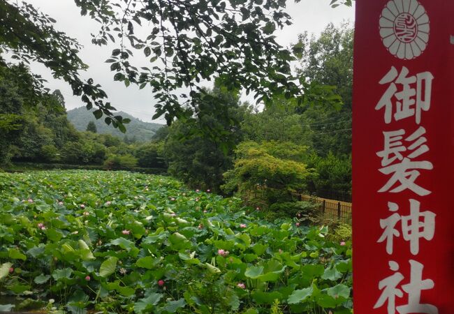 ハスの花が咲いていました