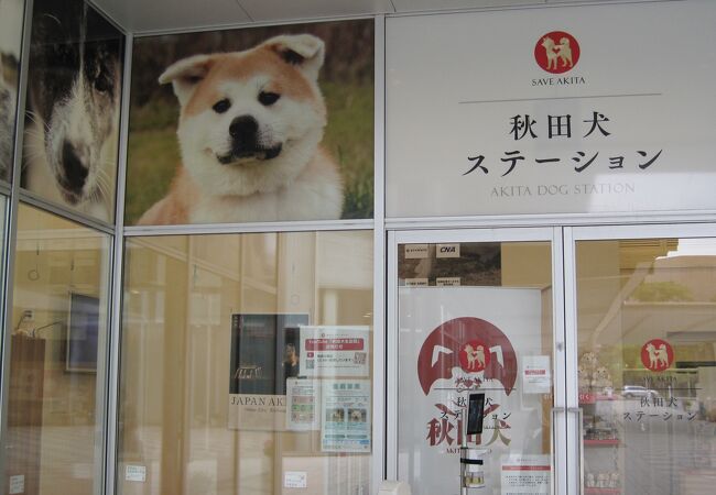秋田犬ステーション　