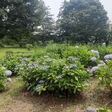 あじさいの花