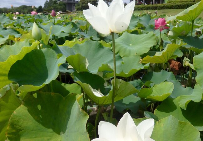 花蓮園があります